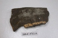 藏品(犀牛化石)的圖片